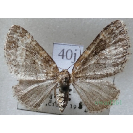 Pterapherapteryx sexalata (Retzius, 1783) Płatynka wierzbówka Slovakia40j